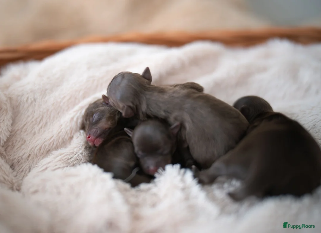 Yorkshire Terriër honden te koop: Prachtig nestje chocolade Yorkshire Terriërs - Advertentie 2