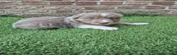 Kruising honden te koop: Knappe lilac border collies - Advertentie 9