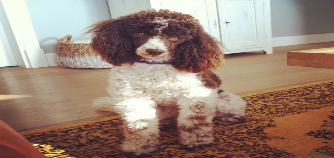 Galerij afbeelding {{count}}