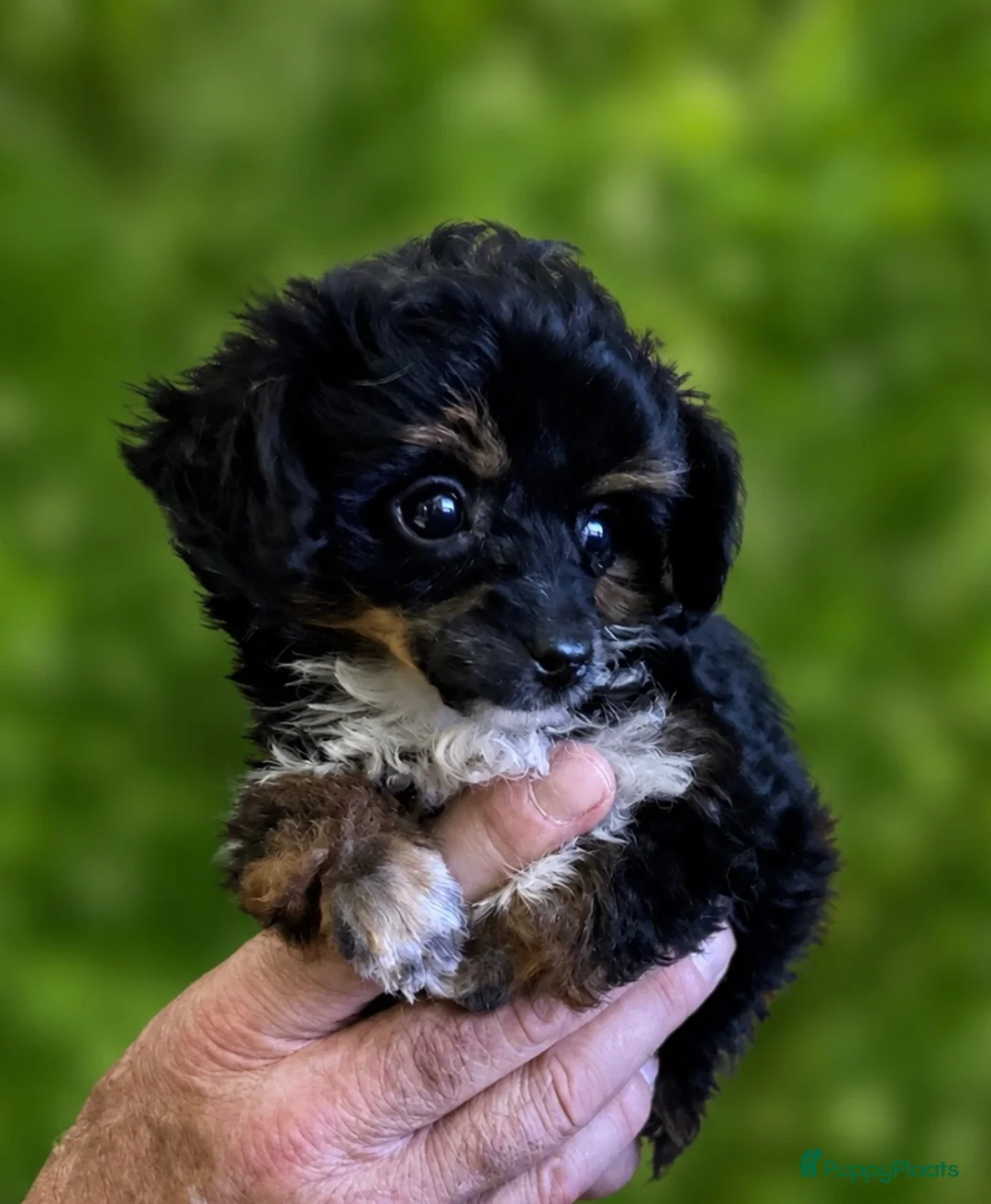 Poedel Toy honden te koop: Drie toy poedel pupjes  - Advertentie 1