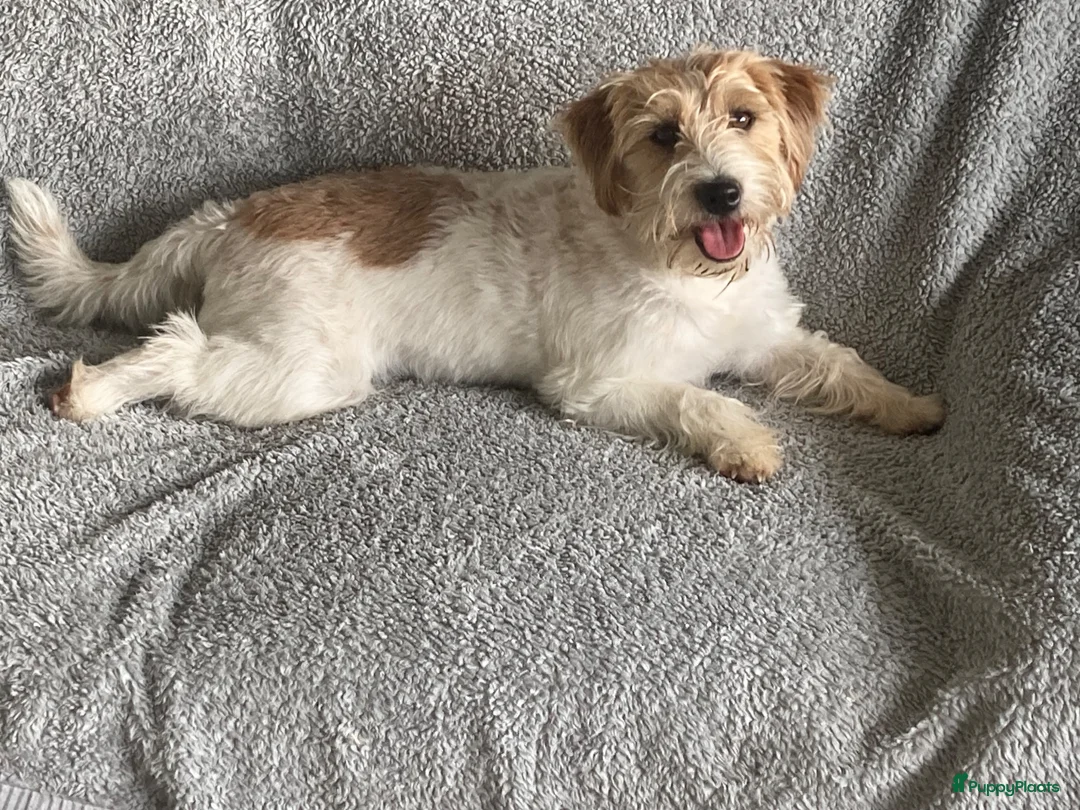 Jack Russel Terriër honden te koop: Ruwharige jack russell pups - Advertentie 2