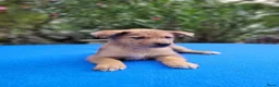 Kruising honden te koop: Puppy's Mechelse Herder X Australian Shepherd  - Advertentie 6