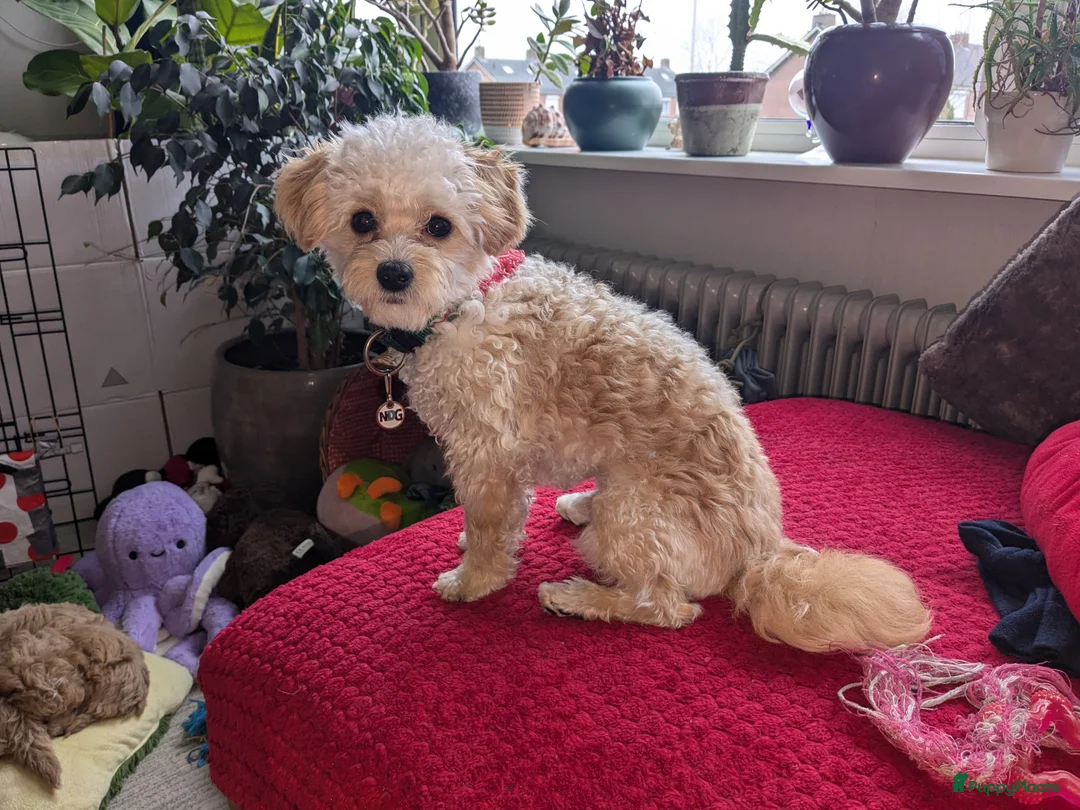 Maltipoo honden ter dekking: Toypoedel/Maltipoo dekreu, liefste knuffelkont🥰 - Advertentie 9