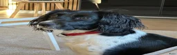 Kruising honden te koop: Nestje met Sproodle / Springerdoodle pups  - Advertentie 2