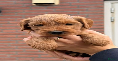 Labradoodle honden - Advertentie 4