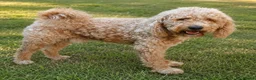 Labradoodle honden te koop: Mini doodle puppys - Advertentie 2