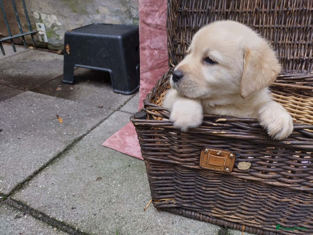 Labrador Retriever honden te koop: schitterend geel labrador reutje beschikbaar.  - Advertentie 5