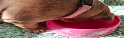 Kruising honden te koop: Prachtige pups - Advertentie 5
