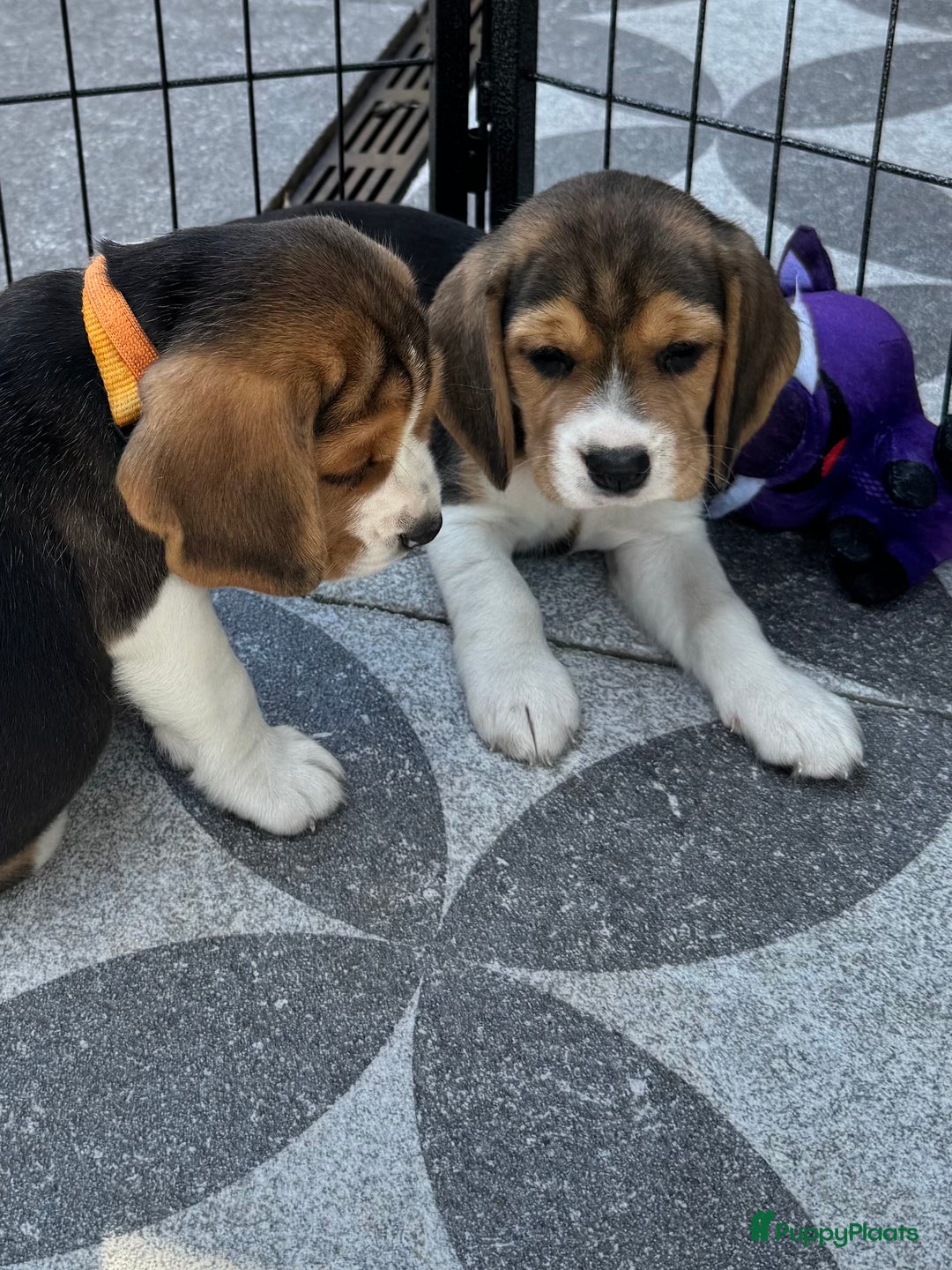 Beagle honden te koop: Beagle pups!!! - Afbeelding 9