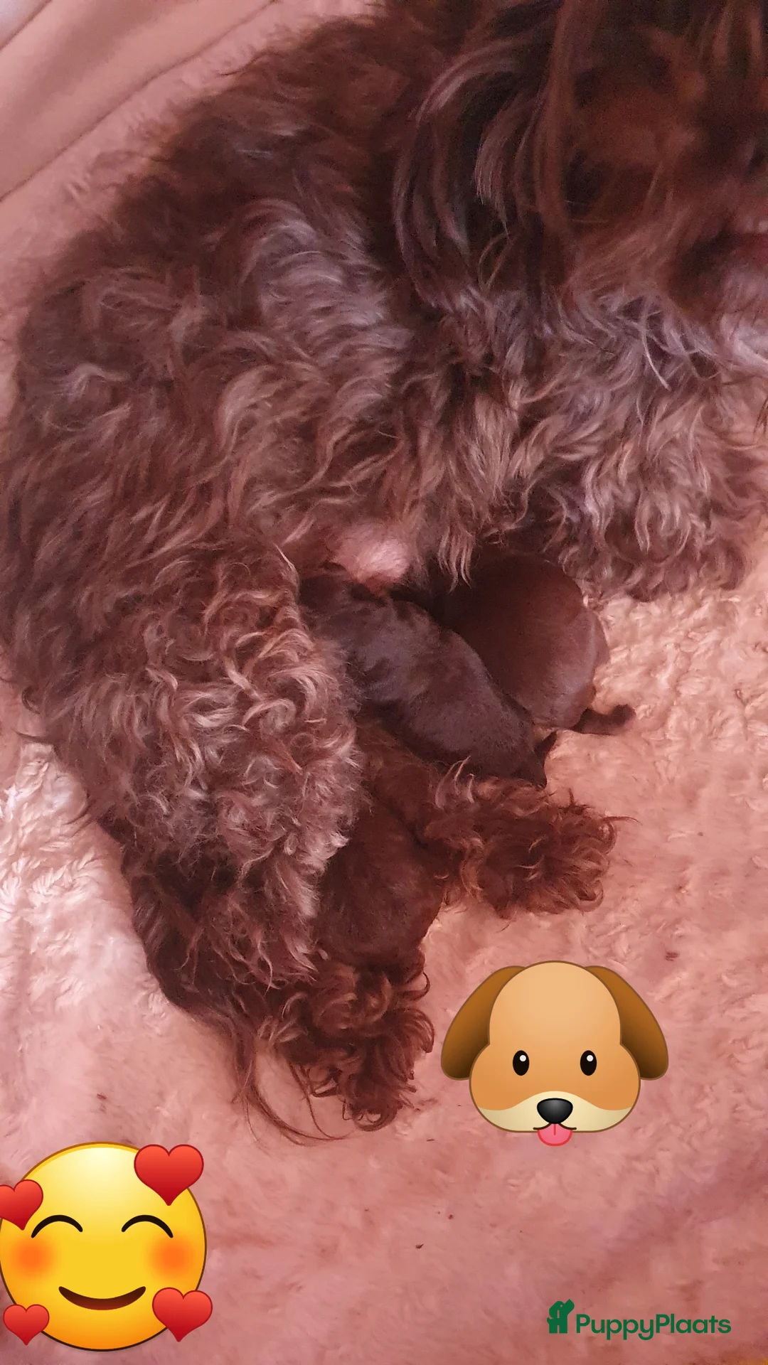 Shihpoo honden te koop: Shihpoo/Toypoedel Pups - Advertentie 2