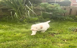 Australian Labradoodle honden te koop: Australian Labradoodle pups in Strijen - Afbeelding 5