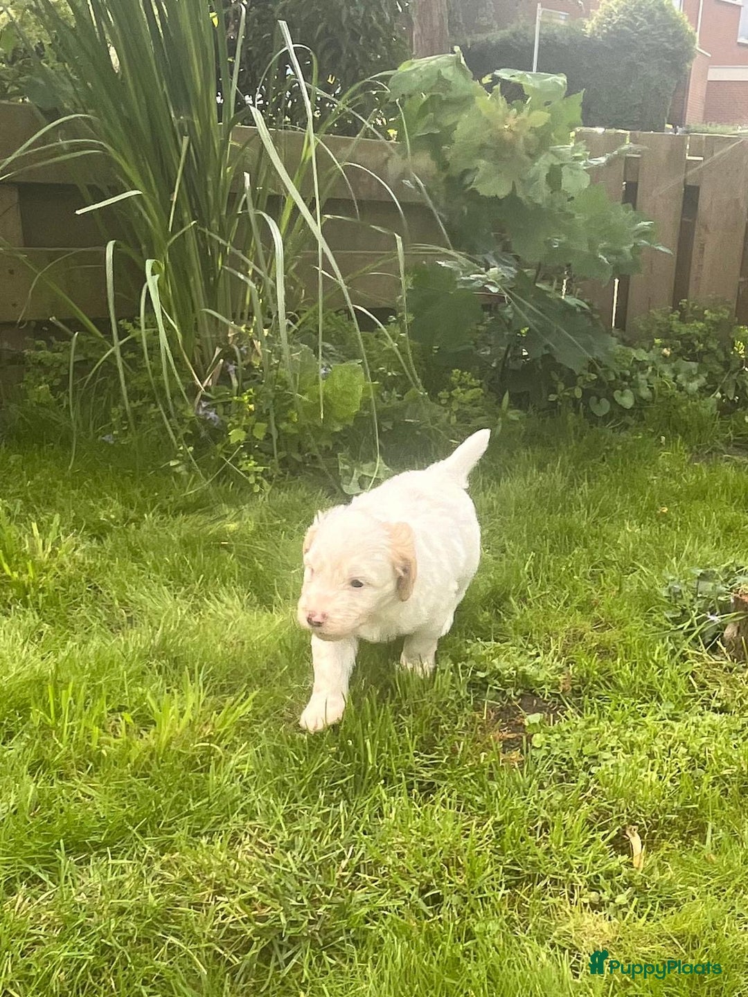 Australian Labradoodle honden te koop: Australian Labradoodle pups in Strijen - Afbeelding 5