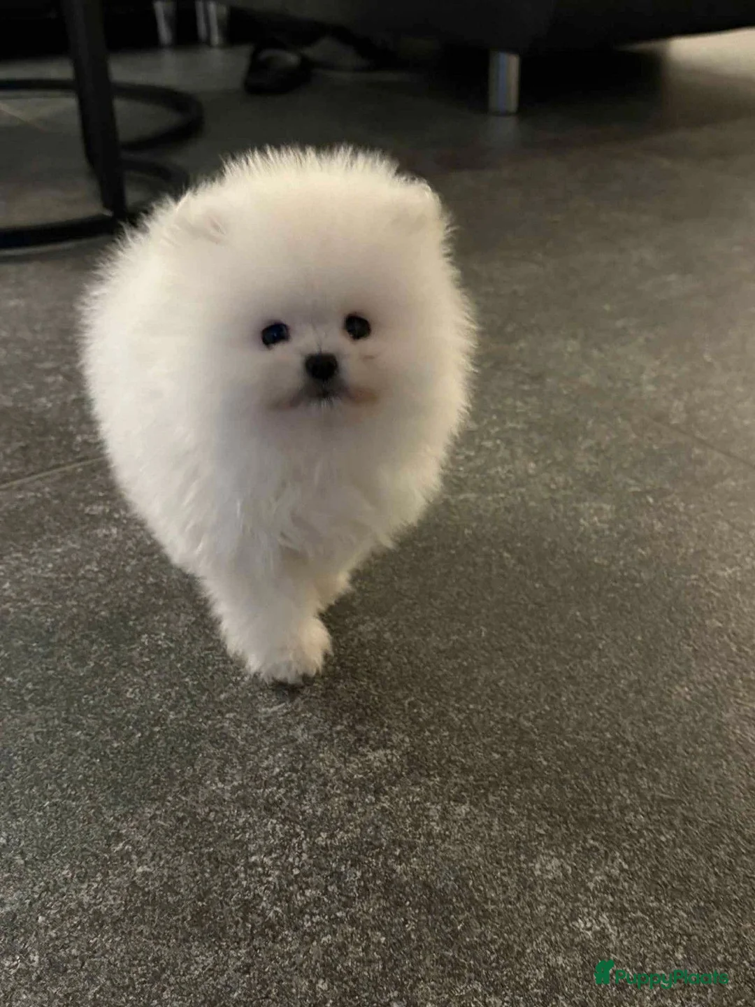 Pomeriaan honden te koop: Witte Pomeriaan pup te koop!  - Advertentie 6