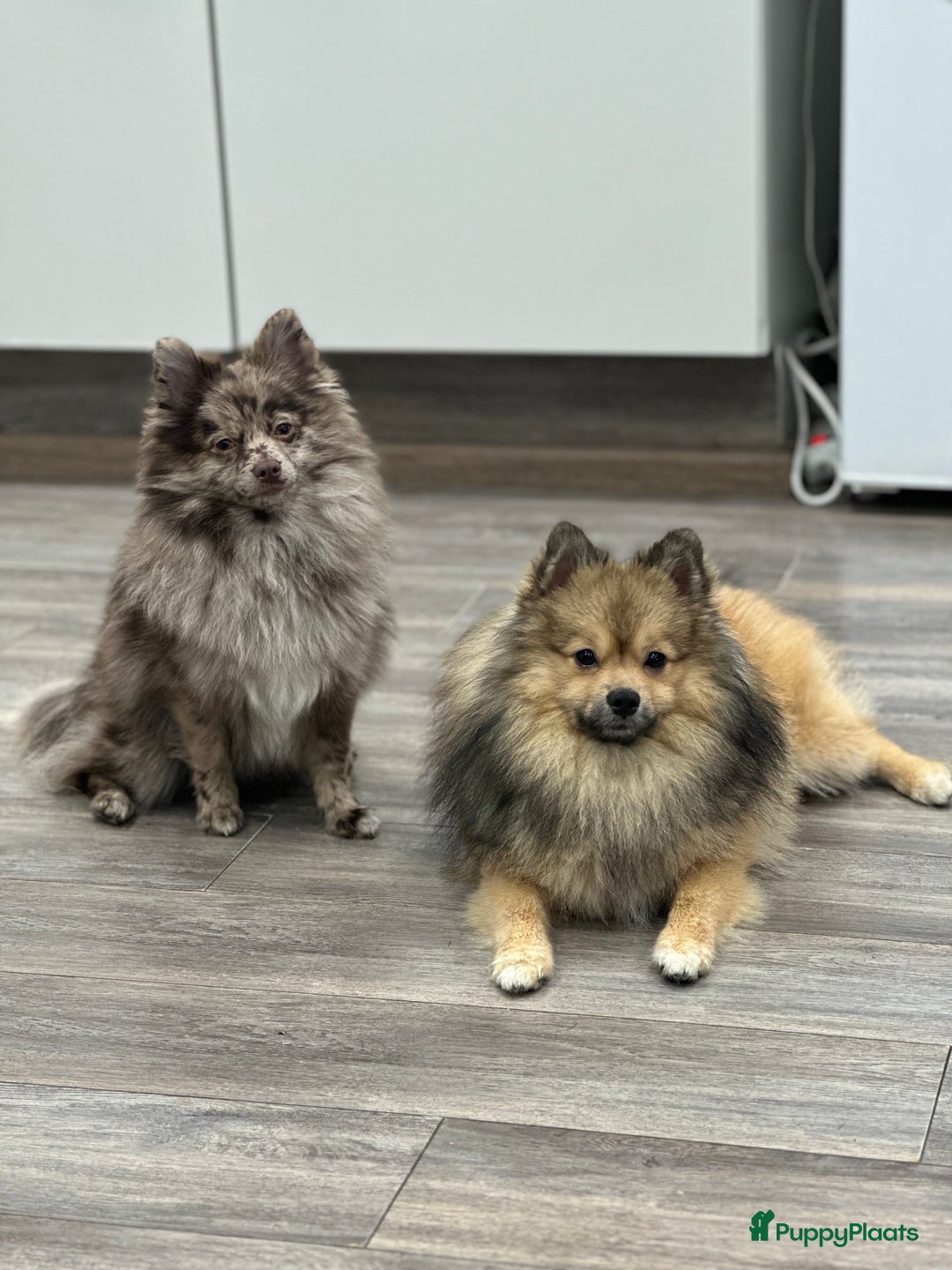 Pomeriaan honden te koop: Prachtige bearface pomeriaan teefje - Advertentie 12