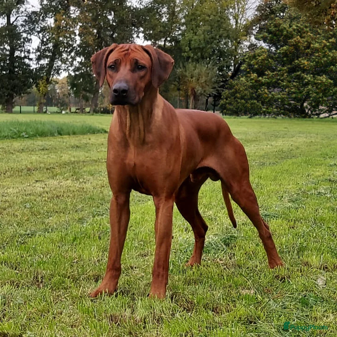 Rhodesian Ridgeback honden te koop: Verwacht 27-01: prachtige Rhodesian Ridgeback pups - Advertentie 6