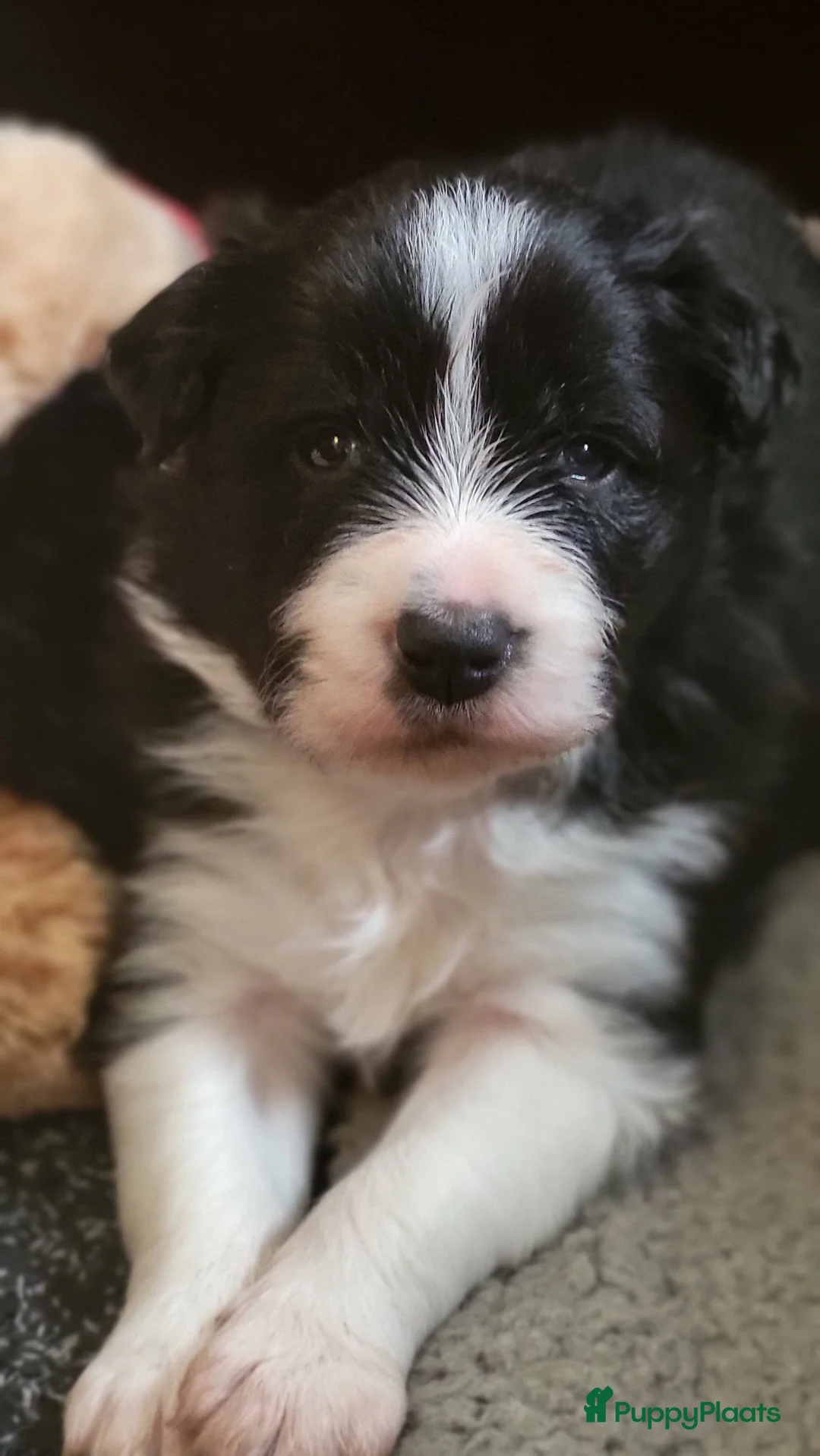 Border Collie honden te koop: Border collie pups, zwwit (reutjes) FCI stamboom - Advertentie 3