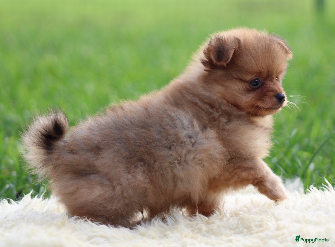 Keeshond honden te koop: Dwergkees pups - Advertentie 4