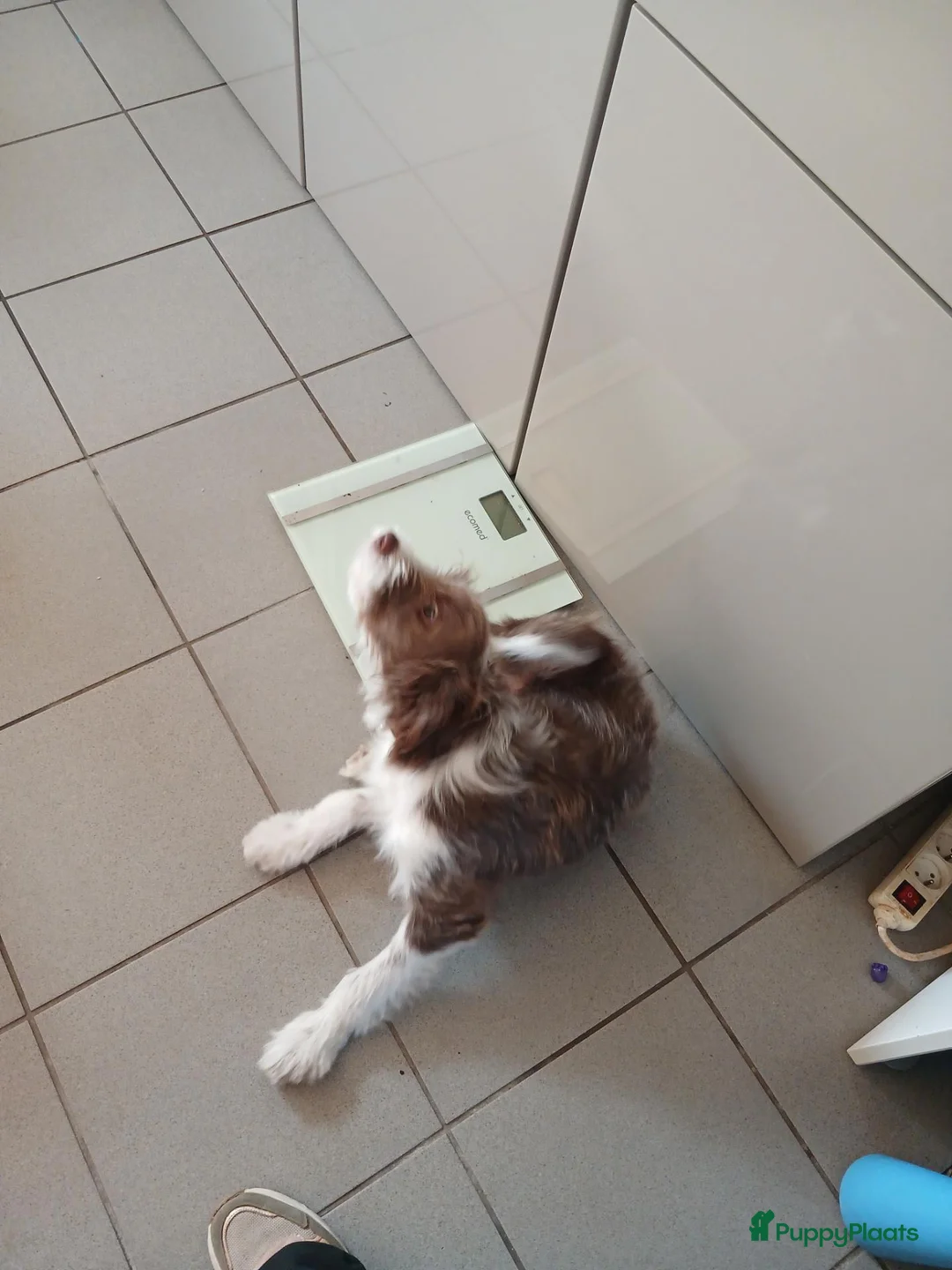 Kruising honden te koop: Lieve australische herder  - Advertentie 4