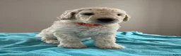 Labradoodle honden te koop: Labradoodle - Advertentie 4