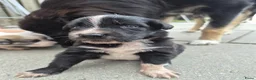 Kruising honden te koop: Nog drie mooie lieve pups te koop  in Eindhoven - Advertentie 4
