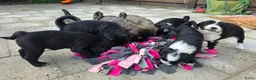 Tibetaanse Terriër honden te koop: Tibetaanse terriër pups met FCI stamboom - Advertentie 15