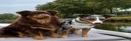 Australian Shepherd honden te koop: Mooie australian shepherd pups - Advertentie 1