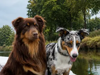 Australian Shepherd honden Mooie australian shepherd pups - Advertentie 1