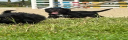 Kruising honden te koop: Maltipoo x boomer pups  - Advertentie 21