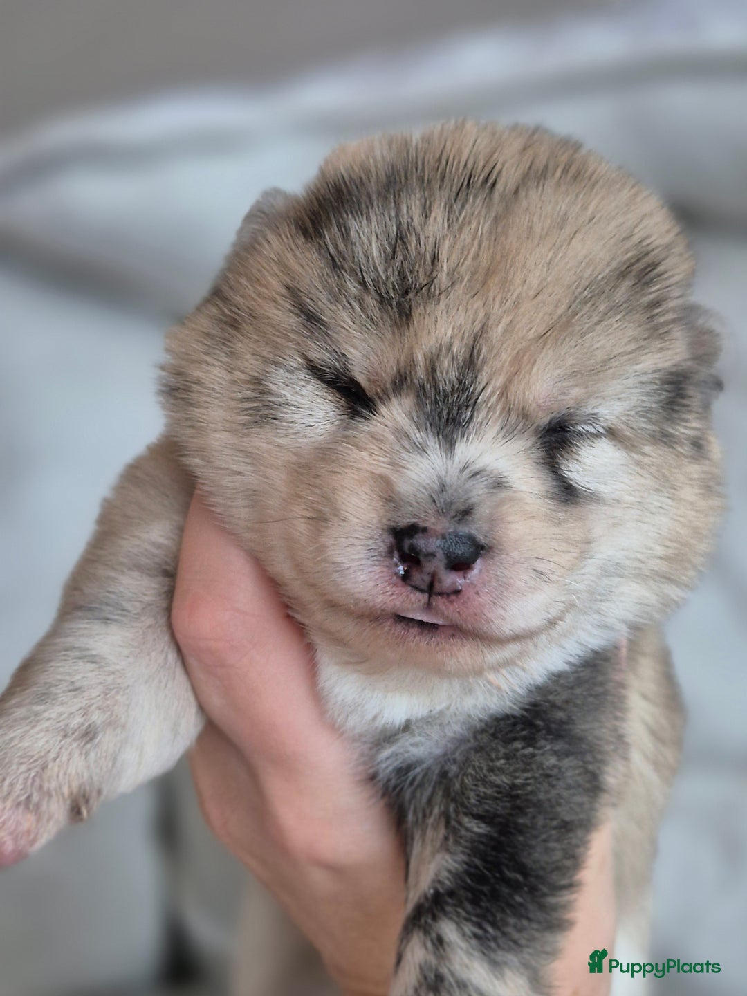 Kruising honden te koop: Prachtige Pomsky x Shiba pups - Advertentie 6