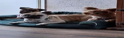 Kruising honden te koop: Retromops  - Advertentie 7