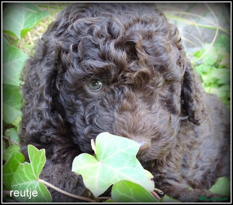 Labradoodle honden Mini Labradoodle pups. +/- 40 cm - Advertentie 2