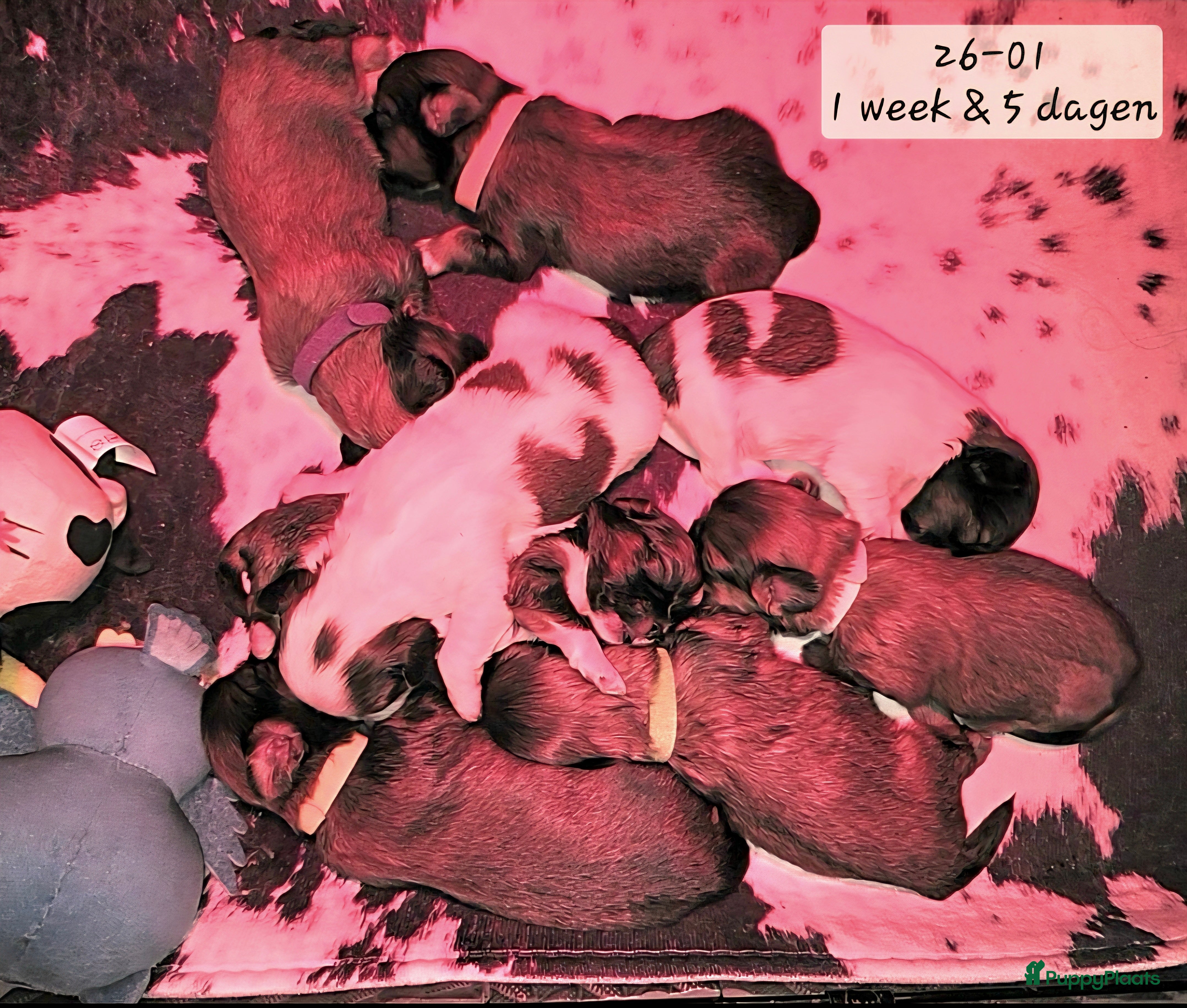 Kruising honden Boomer pups 14-1 geboren (Shih-Tzu x Boomer) - Advertentie 6