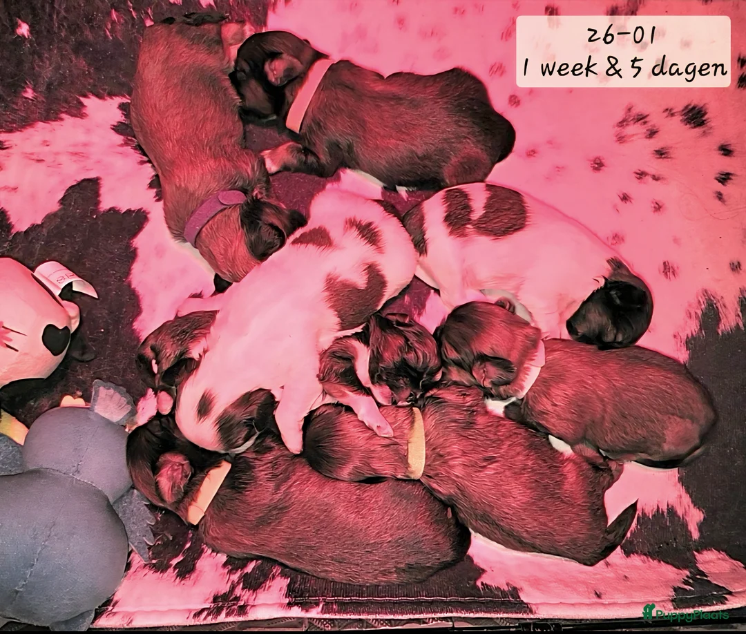 Kruising honden te koop: Boomer pups 14-1 geboren (Shih-Tzu x Boomer) - Advertentie 2