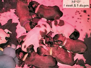 Kruising honden Boomer pups 14-1 geboren (Shih-Tzu x Boomer) - Advertentie 6