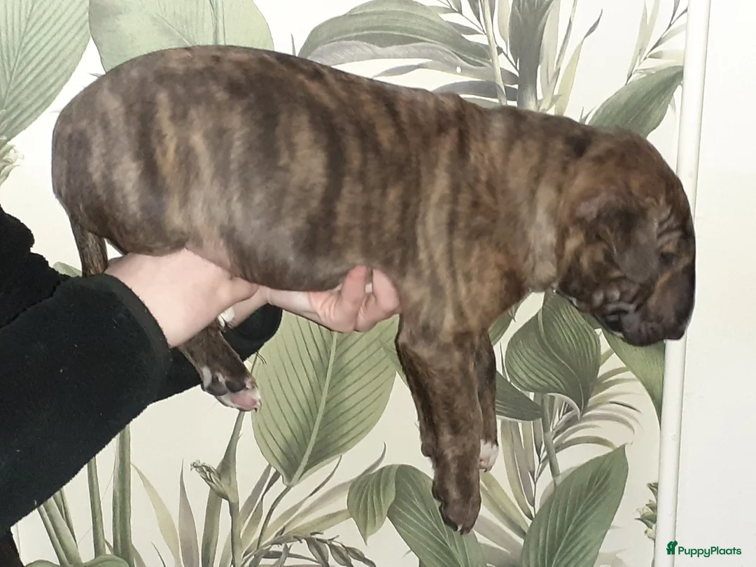 Bull Terriër honden te koop: deze 4 kanjers zijn op zoek naar gouden mandje - Advertentie 17