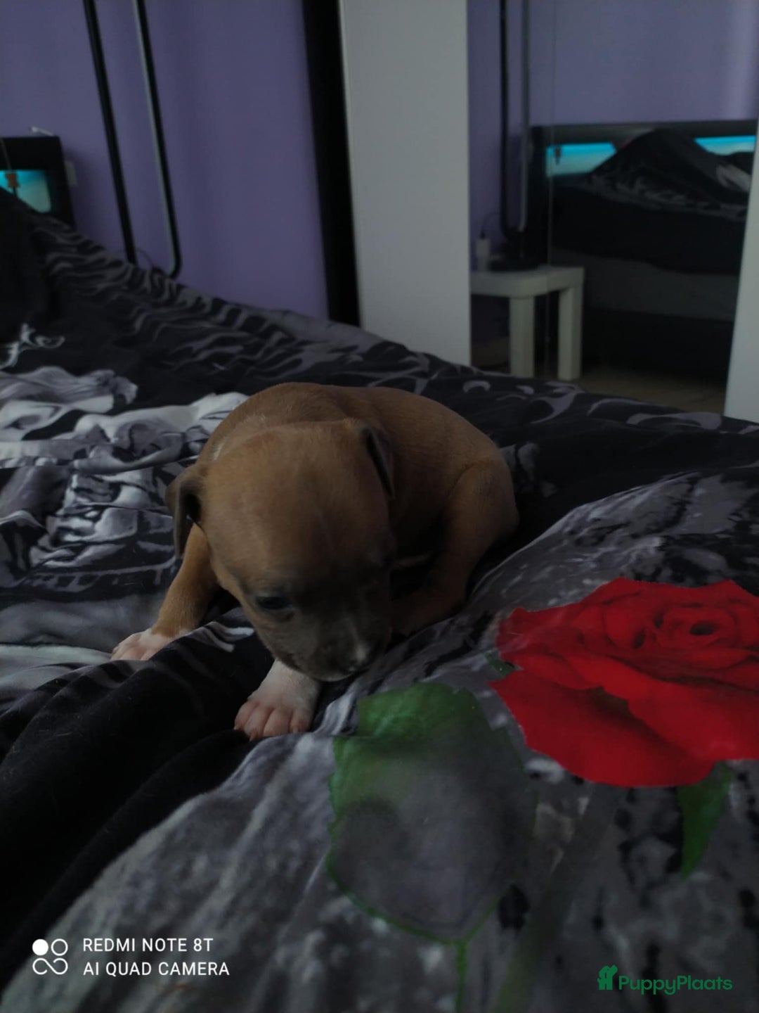 American Staffordshire Terriër honden te koop: American Staffordshire Terrier  - Afbeelding 10