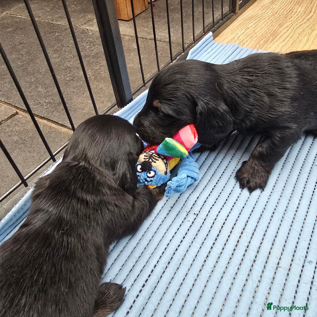Teckel (langhaar) honden te koop: St. Langharige Black & Tan puppy's te koop - Afbeelding 4