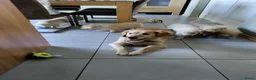 Golden Retriever honden te koop: Lieve Golden Retriever pups  - Advertentie 10