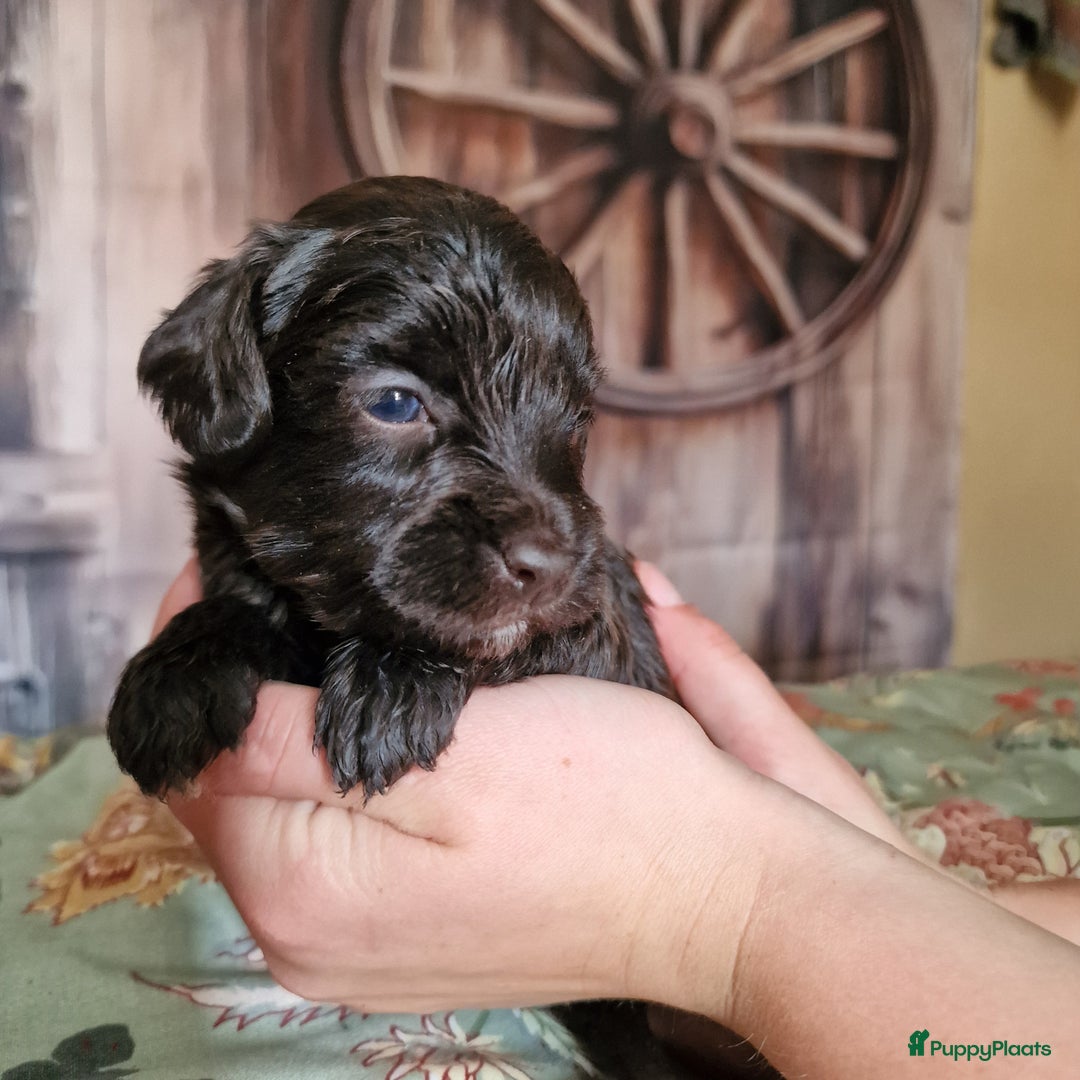 Australian Labradoodle honden te koop: Australian labradoodle Backcross micro/mini - Afbeelding 26