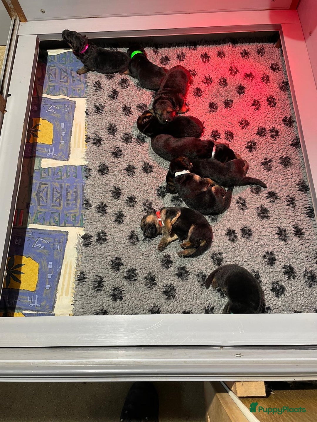 Duitse Herder honden te koop: Duitse Herder pups - Advertentie 4