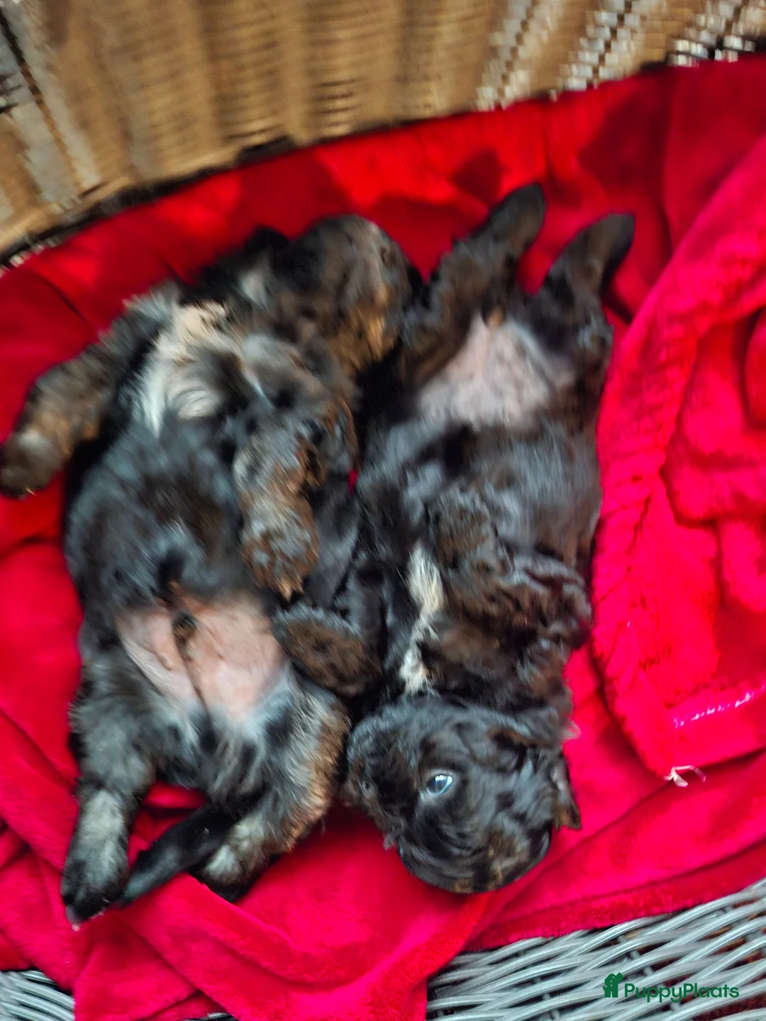 Boomer honden te koop: Boomer Shih Tzu  Maltese - Advertentie 2