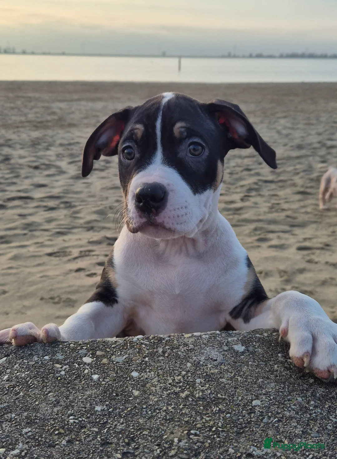 Amerikaanse Bully honden te koop: American Bully pupjes - Advertentie 7