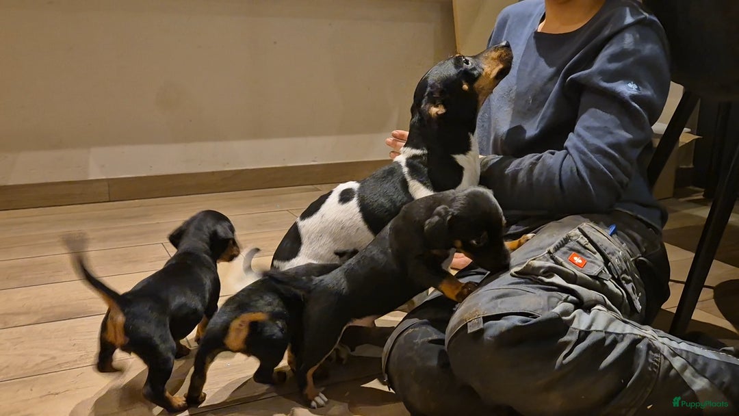 Jack Russel Terriër honden te koop: JACK RUSSEL PUPS - Advertentie 20