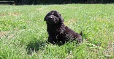 Australian Labradoodle honden - Advertentie 6