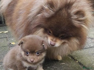 Pomchi honden SUPERLIEVE POMCHI BEERTJES CHOCO-TAN - Advertentie 4