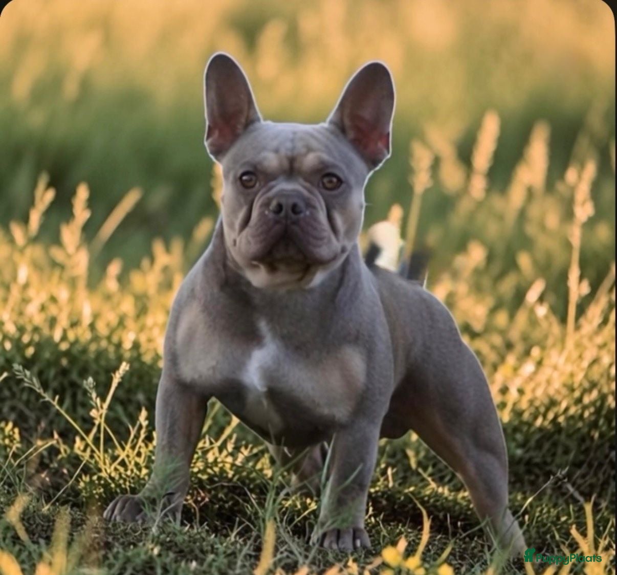 Franse Bulldog honden Franse bulldog dekreu - Advertentie 2