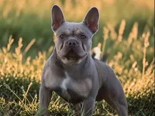 Franse Bulldog honden Franse bulldog dekreu - Advertentie 2