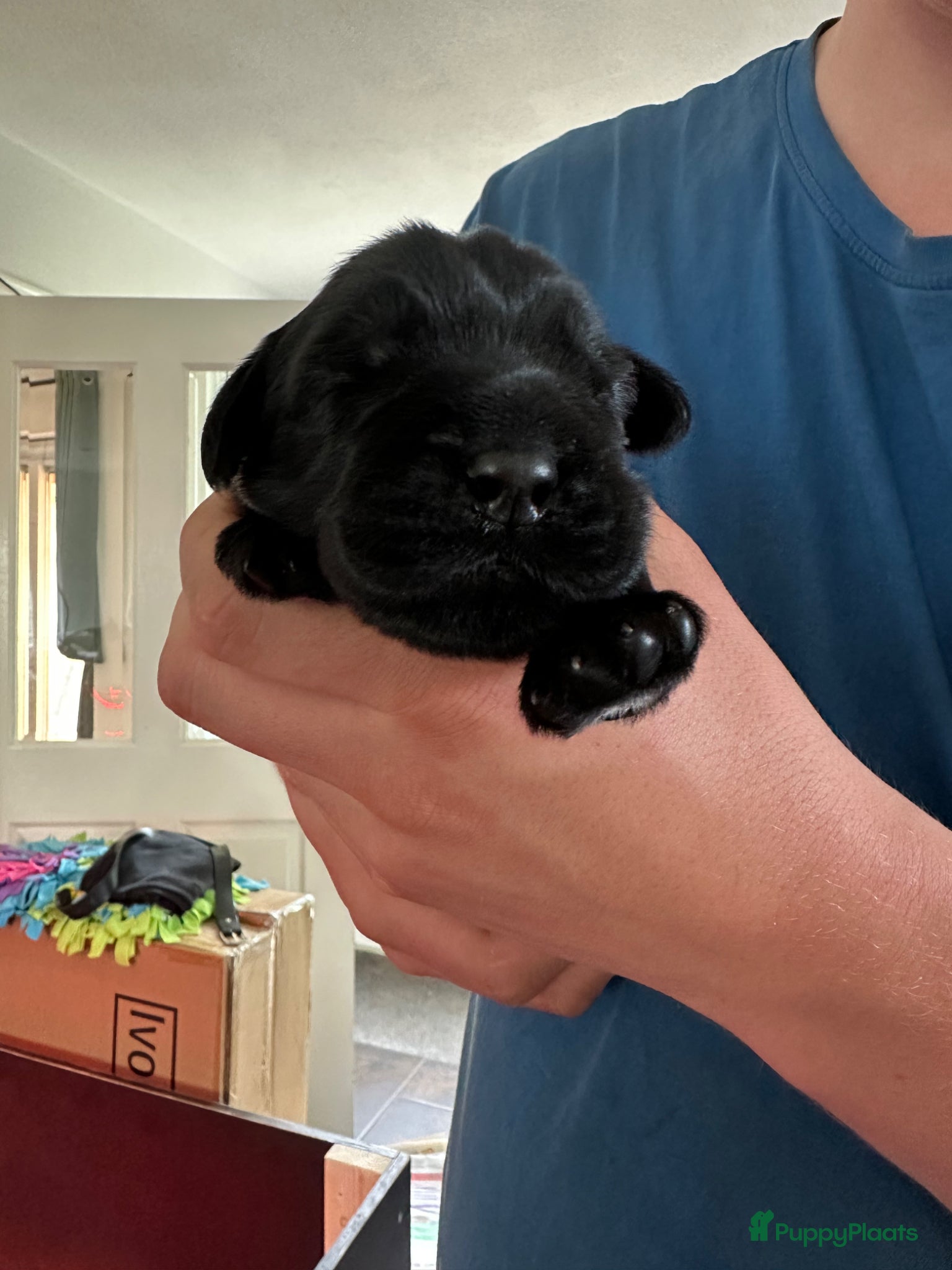 Riesenschnauzer honden Giant Schnauzer puppy met stamboom - Advertentie 2