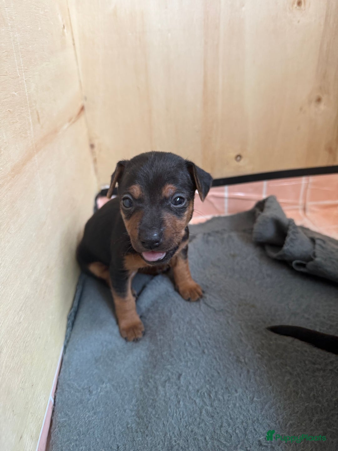 Jack Russel Terriër honden te koop: Jack russel pups - Advertentie 3