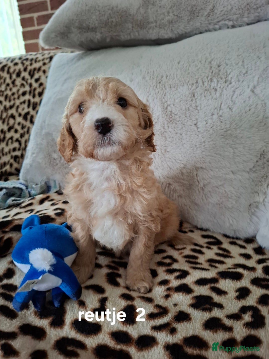 Labradoodle honden te koop: Labradoodle pups kleine  medium  - Advertentie 12